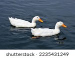 Pair White Ducks Swimming Blue...