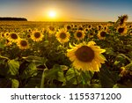  Field Of Sunflowers At Sunset. ...