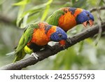 Small photo of A colorful, intelligent bird with a knack for mimicry, the parrot captivates with its vibrant plumage and ability to communicate through a range of vocalizations.