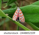 Adult ornate bella moth landed...