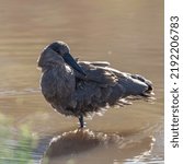 Small photo of Wading hammerkop reflected in shallow water