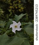 Small photo of Datura stramonium, known by the common names thorn apple, jimsonweed
