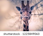 Giraffe Looking At The Camera