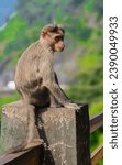 Small photo of Poor monkey sitting alone Sitting alone on the Wayanad pass He sits without any enmity towards anyone