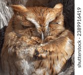 Small photo of Screech Owl, sitting a hollow tree nest, Pocosin NWR, NC