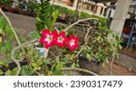 Small photo of Triplet Beautiful Red Flowers in The Garden