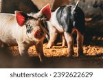 Piglets being raised on a small ...