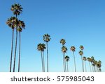 Stunning Palms With Cloudless...