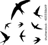 swallow  bird silhouette  ... | Shutterstock .eps vector #405558649