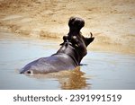 Small photo of Ein Hippopotamus Flusspferd mit geoffnetem Maul befindet sich in einem Wasserloch in Afrika, genauer gesagt in Namibia. Das machtige Maul ist geoffnet, dadurch sind die beeindruckenden Zahne sichtbar.