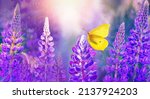 Yellow Butterfly Among Purple...