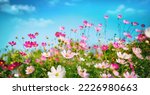 Multicolored cosmos flowers in...