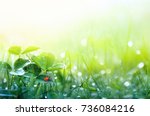 Beautiful nature background with morning fresh grass and ladybug. Grass and clover leaves in droplets of dew outdoors in summer in spring close-up macro. Template for design