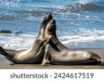 California Northern Elephant Seal Mirounga angustirostriz
