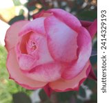 Small photo of It's kordes jubilee rose nearly blooming.Rose variety ‘Kordes’ Jubilee’. Rose with yellow-pink flower in garden, close-up