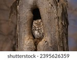 Small photo of Eastern Screech Owl in Tree Trunk