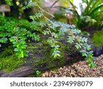Small photo of A small green shrub lurked near the ground. The beautiful plants of the Botanical Garden of Basel delight with their simplicity and conciseness.