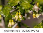 Small photo of Close-up of flowering gooseberry branches. Natural, blurred background. Small gooseberry flowers are the beginning of healthy berries. Gooseberries are blooming