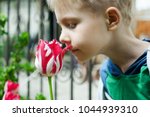 Young boy smells tulips flower in spring garden