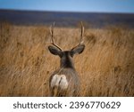 Small photo of Mule Deer Buck Staring out into grasslands in Montana