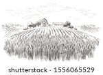 rural landscape field wheat ...