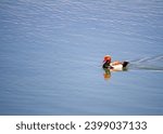Small photo of The Hungarian duck (Netta rufina) is a large diving duck species from the Anatidae family. Hungarian duck.
