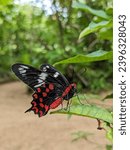 Small photo of The Crimson Rose butterfly (Pachliopta hector) is a striking beauty with its wings adorned in vivid crimson hues. Its wings bear intricate black patterns, adding an exquisite touch to its vibrant appe