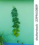 Small photo of Acclimatized plants of potato Cara; at left hand plant about 85 cm long with 35 leaves was watered by 8000 ppm of seawater, in the middle plant about 105 cm long with 45 leaves was watered by 7000.