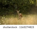 Deer live freedom in Abruzzo National Park