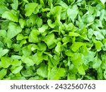 Small photo of Greeny spinach leaves on farming ground