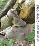 Small photo of Wood Ear Mushroom,background, healthy, edible, fresh, wild, mushrooms, closeup, fungi, brown, fungus, beautiful, forest, spores, spore, mushroom, natural, nature