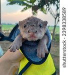 Small photo of Otters are adorable semi-aquatic mammals that are known for their playful nature. They belong to the weasel family and are found all over the world, except in Australia and Antarctica. Otters have lon