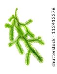 Small photo of Club Moss (Lycopodium Clavatum) Branch Isolated on White Background