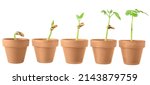 Small photo of a sequence of bean plants sprouting in ceramic pots isolated on a white background