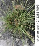 Small photo of Smut grass (Sporobolus indicus) is a grass species that is indigenous to certain tropical and temperate areas of the American continents.