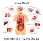 Human Body Internal Organs....
