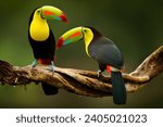 Toucan sitting on the branch in ...