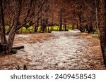 Small photo of Turbid flowing river among the bare trees with rusty leaves