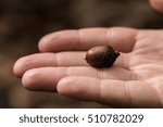 Small acorn, closeup on a hand 