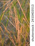 Small photo of Wheat field day sunlight stock photo. Focused photo of wheat spike. Vertical photo of spike of wheat. Closeup shot of beautiful wheat spike. Sialkot, Punjab, Pakistan