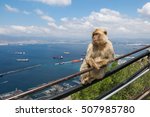Young Barbary Ape Sitting On A...