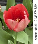 Pink tulips flower plant with...