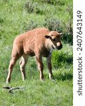 Small photo of Wyoming Yellowstone National Park Bison Bison bison bison Wobbly Newborn Calf