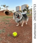Small photo of Tobias Playing with a tennis ball at dog park