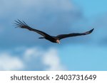 Vulture in flight  lesser...