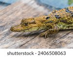 Small photo of A Crafty little Amazonian crocodile