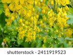 Small photo of Purging Cassia or Ratchaphruek flowers ( Cassis fistula ) national flower of Thailand with bright yellow beauty
