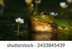 A frog resting in the lake photo
