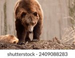 Small photo of Mexican Grizzly Bear (Ursus arctos nelsoni): Another subspecies of the brown bear, the Mexican grizzly bear, went extinct in the mid-20th century.