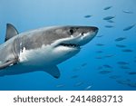 Small photo of Porbeagle Shark (Lamna nasus) The porbeagle shark is a large,predatory shark found in the North Atlantic.It has faced overfishing, particularly for its valuable fins, and is now considered vulnerable.
